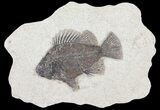 Cockerellites (Priscacara) Fossil Fish - Hanger Installed #93264-1